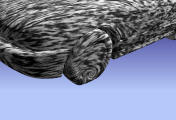 animated_moving_camera